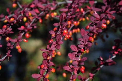 picture of japanese barberry